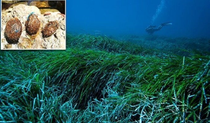 Морская трава поможет очистить океан от пластика (5 фото)