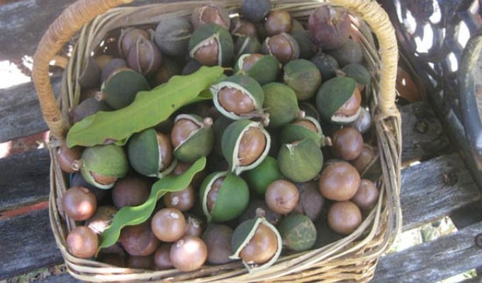 Макадамия - один из самых дорогих орехов в мире (5 фото)