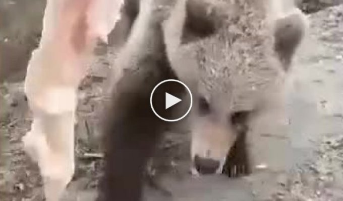 Покормить медведя с рук