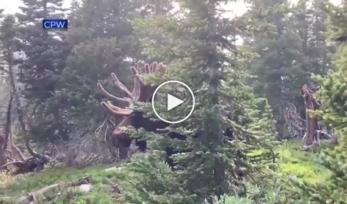 Огромный лось напал на туриста в Колорадо