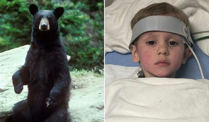 Дружелюбный медведь спас 3-летнего мальчика, пропавшего в лесу (4 фото)