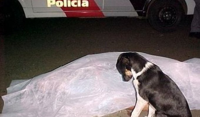 Верность мексиканской собачки своему убитому хозяину (2 фото)