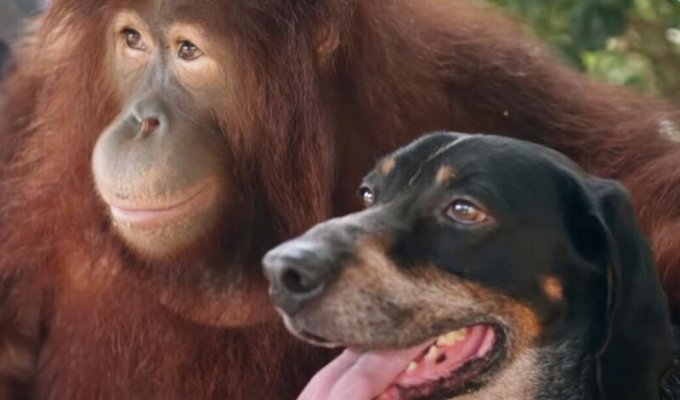 Орангутан завел себе собаку: водит её на поводке (8 фото)