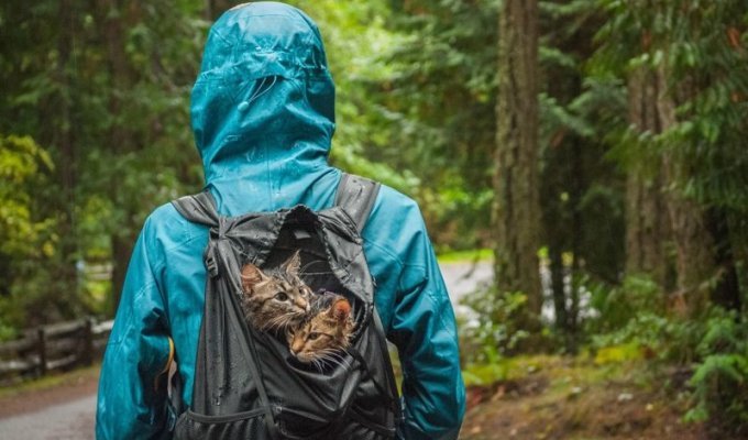 Собираясь в поход, девушки нашли двух выброшенных кошек (8 фото)