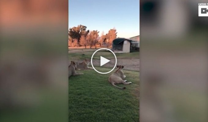 Молодые львы устроили охоту на дрон