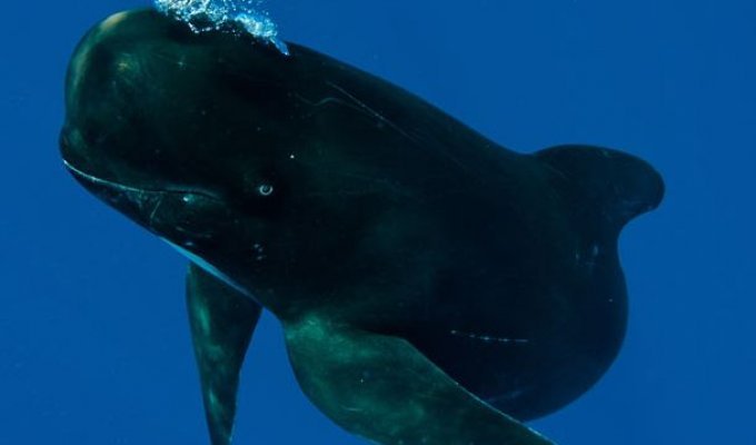 Улыбчивые киты (9 фото)