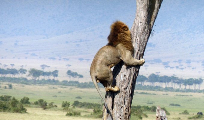Спасаясь от собственного завтрака, лев залез на дерево (5 фото)