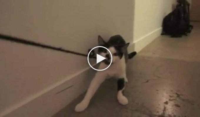 Как правильно выгуливать коту своего хозяина