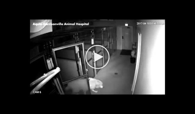 Пес сбежал из больницы для животных, открыв все двери