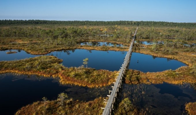 Эстония. Отпуск на болотах (15 фото + 1 видео)