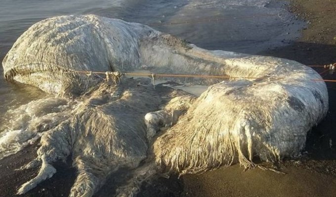 На филиппинский пляж океан выбросил загадочное волосатое существо (4 фото + 1 видео)