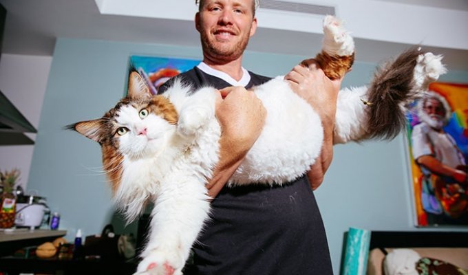 Самсон — самый большой кот Нью-Йорка, больше метра в длину и весом почти 13 килограмм (9 фото)