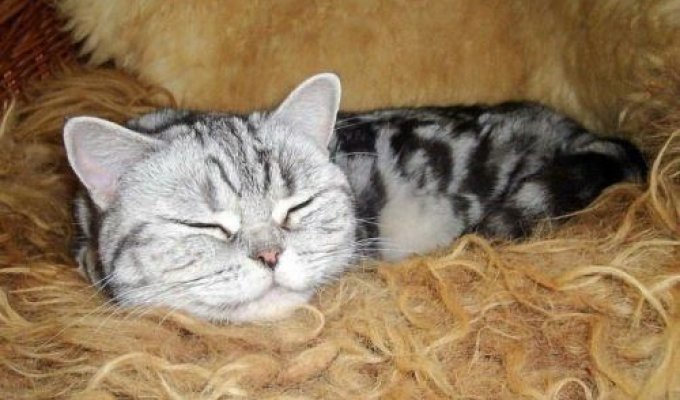 Спящие котейки (24 фотографии)