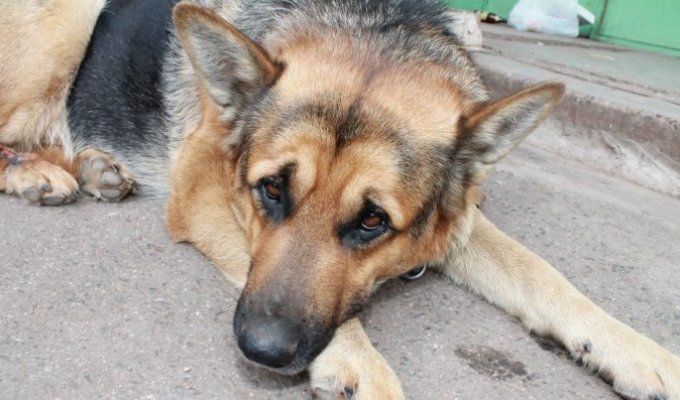 В Братске пенсионер вторую неделю ждет на улице пропавшую собаку (3 фото)
