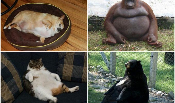 Животные с лишним весом (25 фото)
