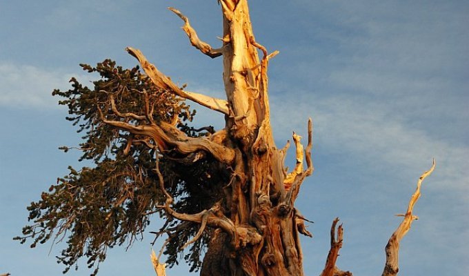 Самое старое из ныне живущих деревьев (1 фото)