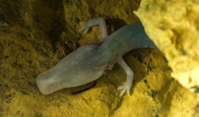 Пещерная саламандра семь лет просидела на одном месте (2 фото)