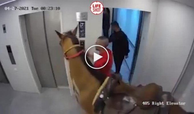 Полиция Тель-Авива задержала мужчин, которые прокатились на лифте с лошадью