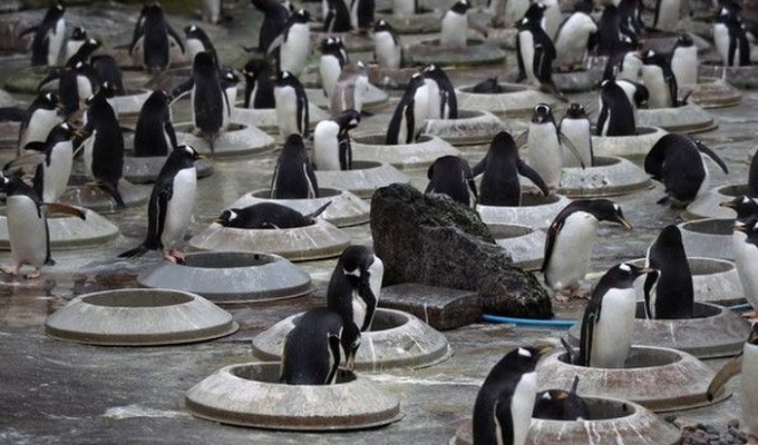 Жилищная программа для пингвинов (13 фото)