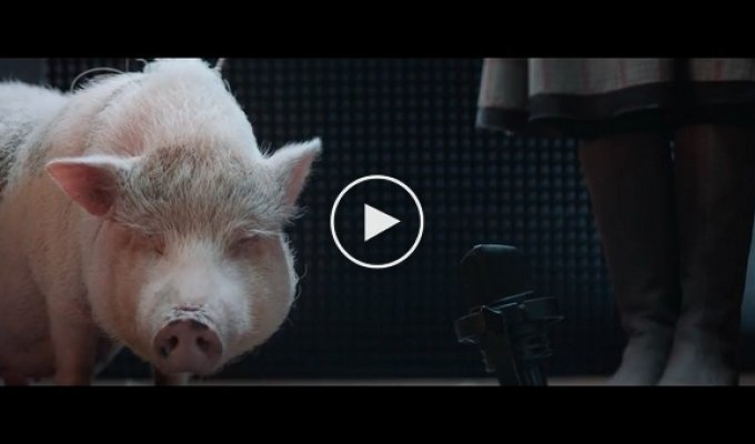 Как записывали легендарный звук визжащей свиньи Лаборатории Касперского