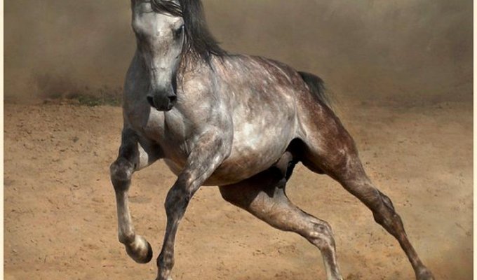 Отличные снимки лошадей (14 фотографий)