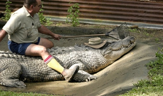 Плохие новости для тех кто хотел завести домашнего крокодила. Перечень животных, которых в России теперь нельзя содержать дома