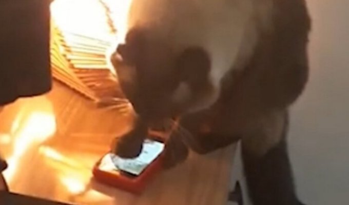 Заботливый кот отключал будильник, чтобы хозяйка не торопилась на работу (3 фото + 1 видео)