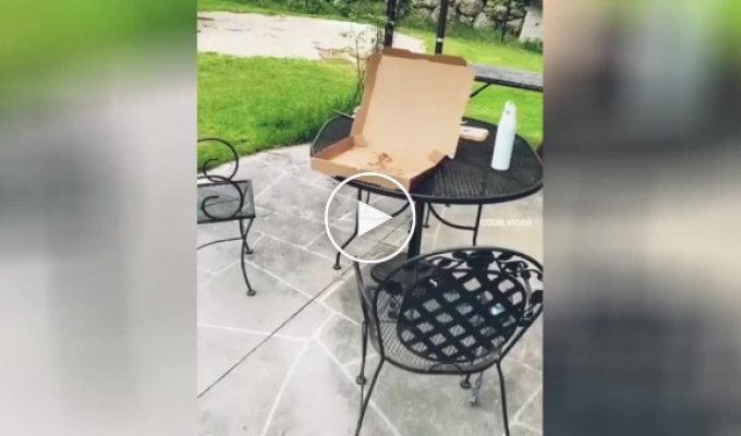 Чайка украла целую пиццу