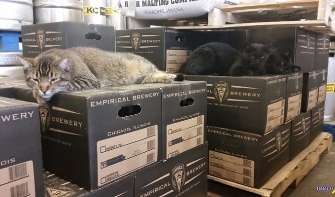 Пивоварня наняла котов-убийц (3 фото)