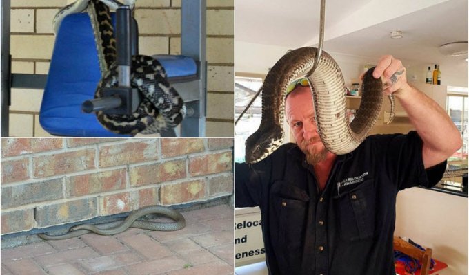 Ядовитые змеи проникают в жилые дома в Австралии (14 фото)