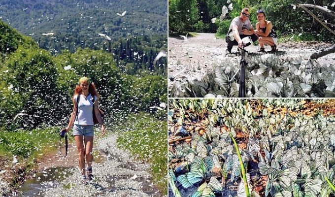 Эффект бабочки по-сибирски: тысячи насекомых заполонили города Сибири (11 фото)