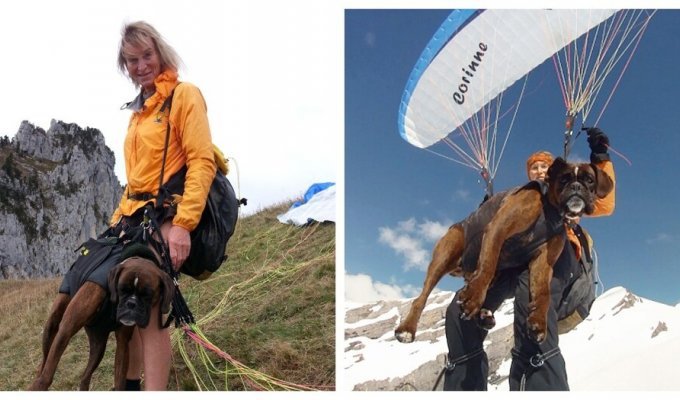 68-летняя женщина совершила около 500 полетов на параплане вместе со своими собаками (11 фото + 1 видео)