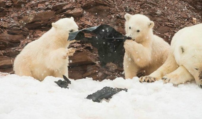 Экологи опубликовали шокирующие фото: белые медвежата играют с пластиком (13 фото)