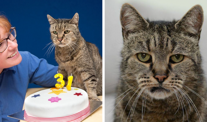 Старейший кот в мире отпраздновал 31-ый день рождения, и у него еще осталось много жизней (9 фото)