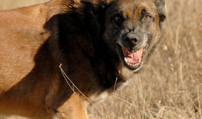 В Самарской области разрешили охоту на диких собак