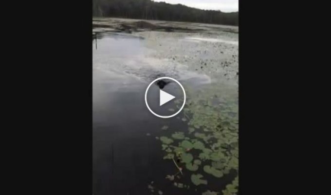 Собака спасла птенца из озера