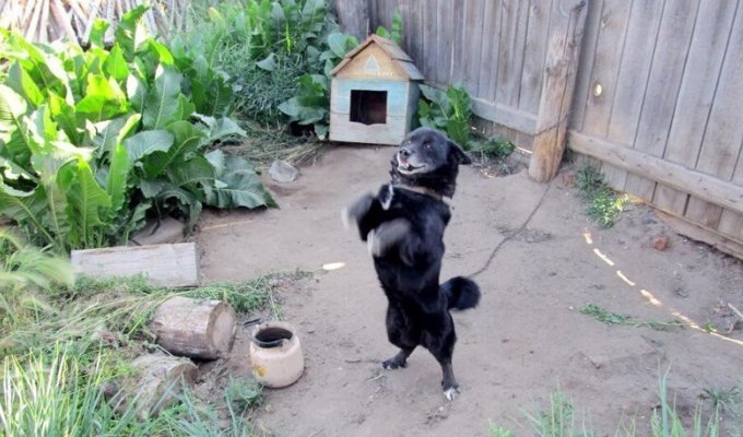 "Сдала соседка": на Урале оштрафовали женщину, болеющую ковидом, которая кормила собаку во дворе своего дома (1 фото)