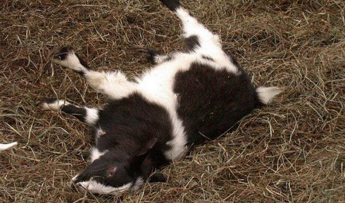 Обморочные козы: Это не обморок вовсе. Что на самом деле происходит с этой странной породой коз? (4 фото + 1 гиф)