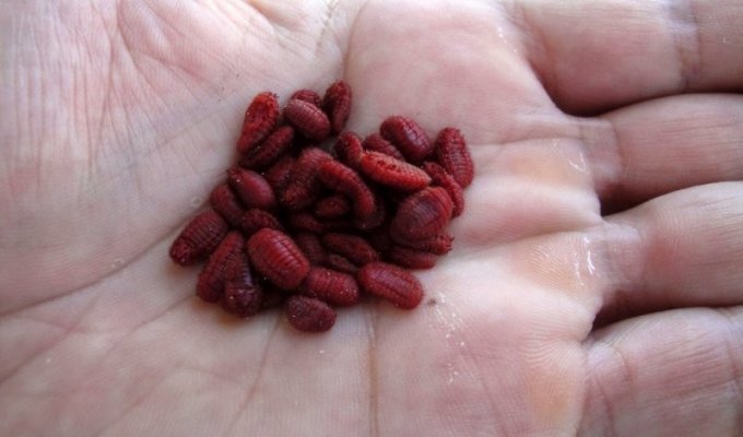 Мексиканская кошениль: маленькое насекомое, ставшее очень ценным (10 фото)
