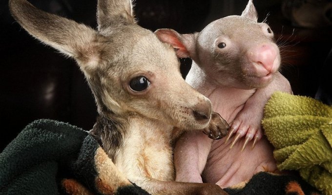 Сиротки вомбат и кенгуру стали лучшими друзьями (10 фото)
