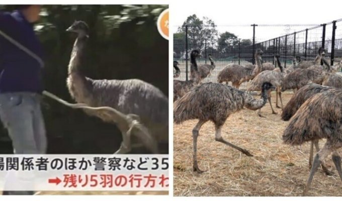 В Японии страусы эму совершили побег с фермы (3 фото + 2 видео)