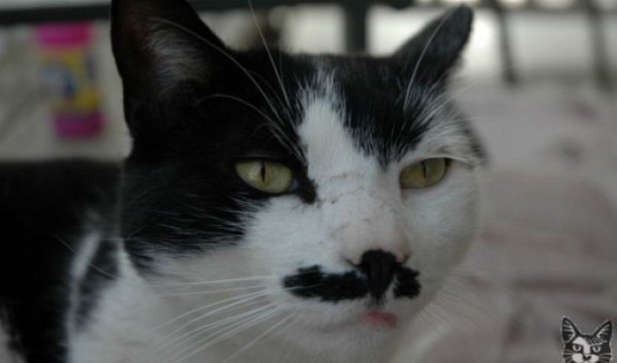 Коты похожие на Гитлера