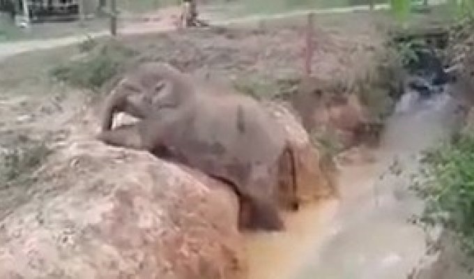 Мама всегда придет на помощь! Слониха помогла маленькому слоненку выбраться из водоема