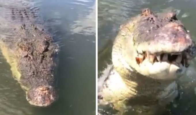 Пятиметровый крокодил щелкнул челюстями в нескольких сантиметрах от его лица (8 фото)
