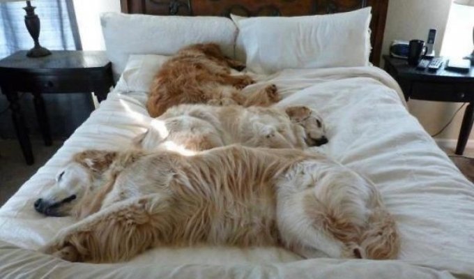 Когда животные решают, где им спать (30 фото)