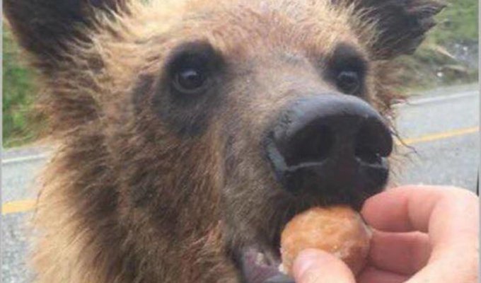 Почему нельзя кормить диких медведей. Это не только опасно, но и очень дорого (5 фото)