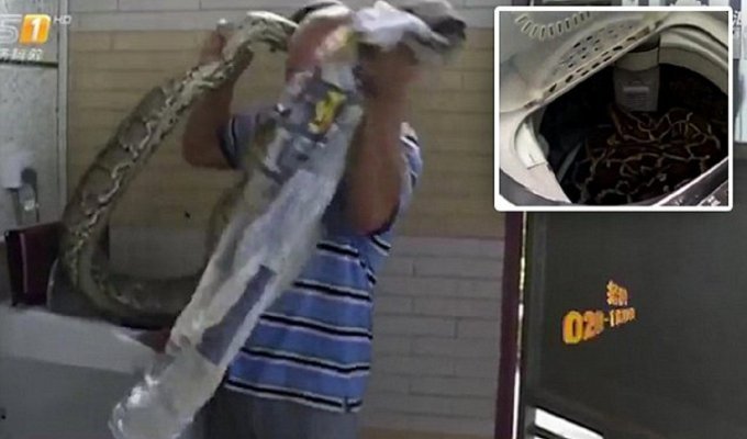 Китаянка  обнаружила огромную тварь в стиральной машине (6 фото + 1 видео)