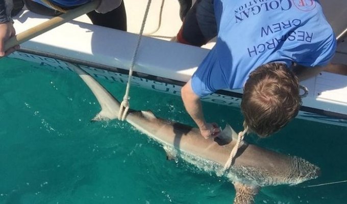 Тысячи акул у побережья Флориды (2 фото + видео)