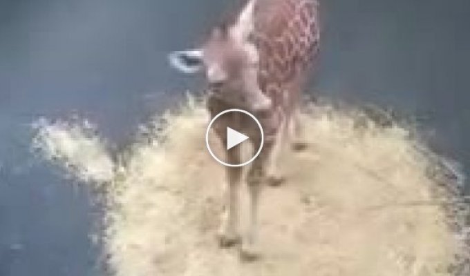 Как кричит детеныш жирафа