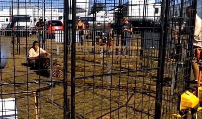 Опасная работа: дрессировщица тигров была схвачена за ногу подопечным на глазах у детей (6 фото + 1 видео)